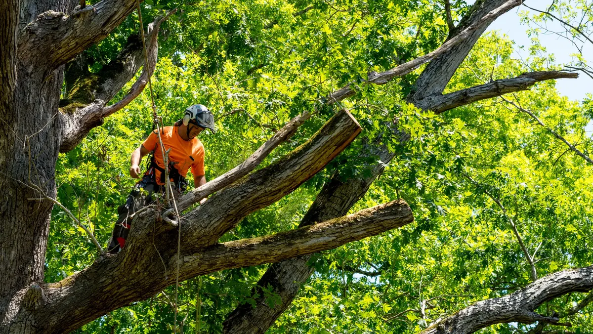 A climbing arborist in helmet and harness, roped in and working along a large scaffold limb high in an oak.
