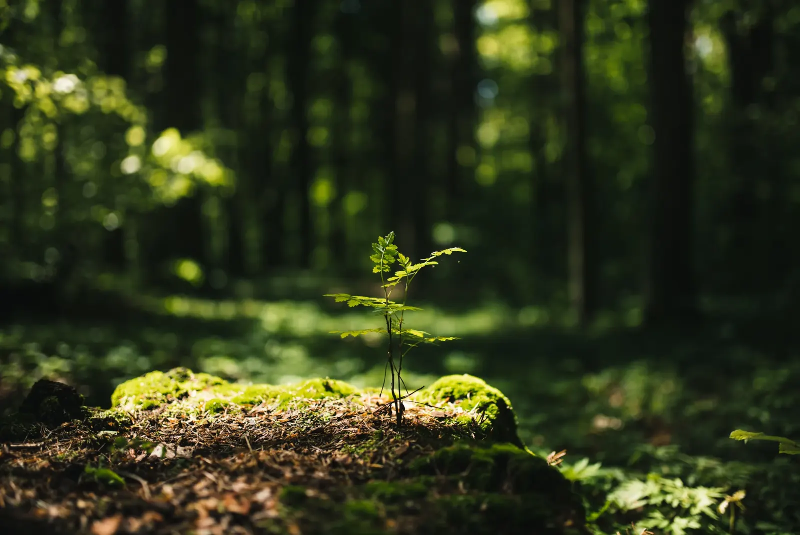 A young sapling catching low sunlight on a mossy forest floor, the woodland behind it falling into shade.