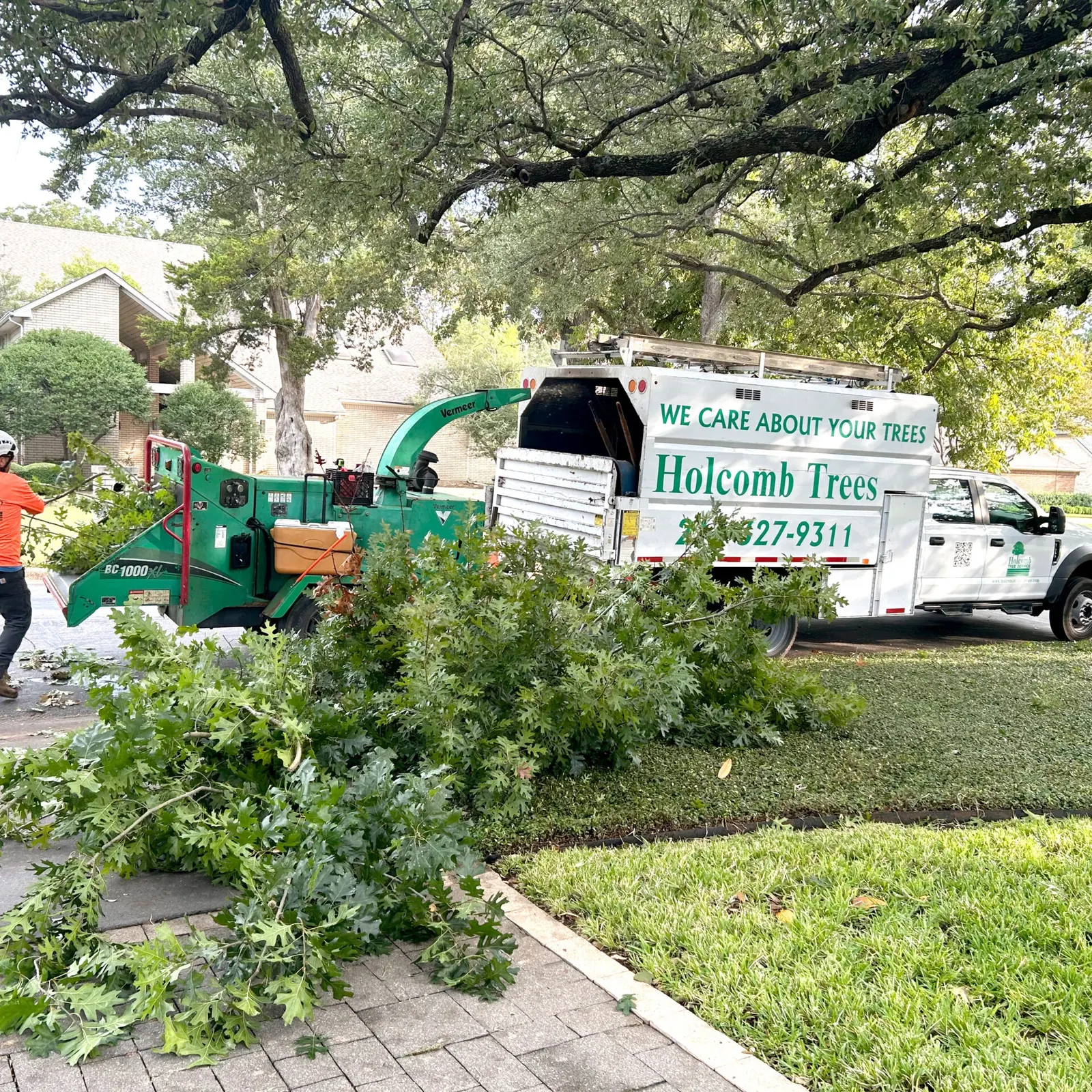 A Holcomb Tree Service crew member clearing oak limbs beside the chipper truck on a tree-lined Dallas street.