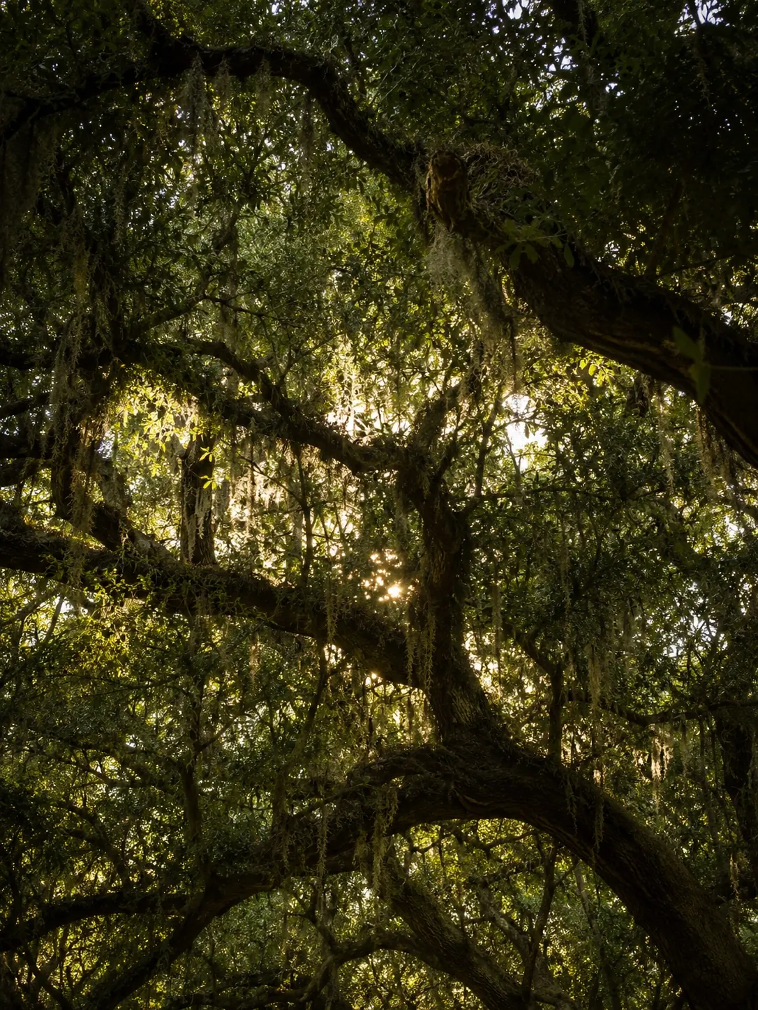 Late afternoon sun breaking through the canopy of a mature live oak, Spanish moss hanging from the limbs.