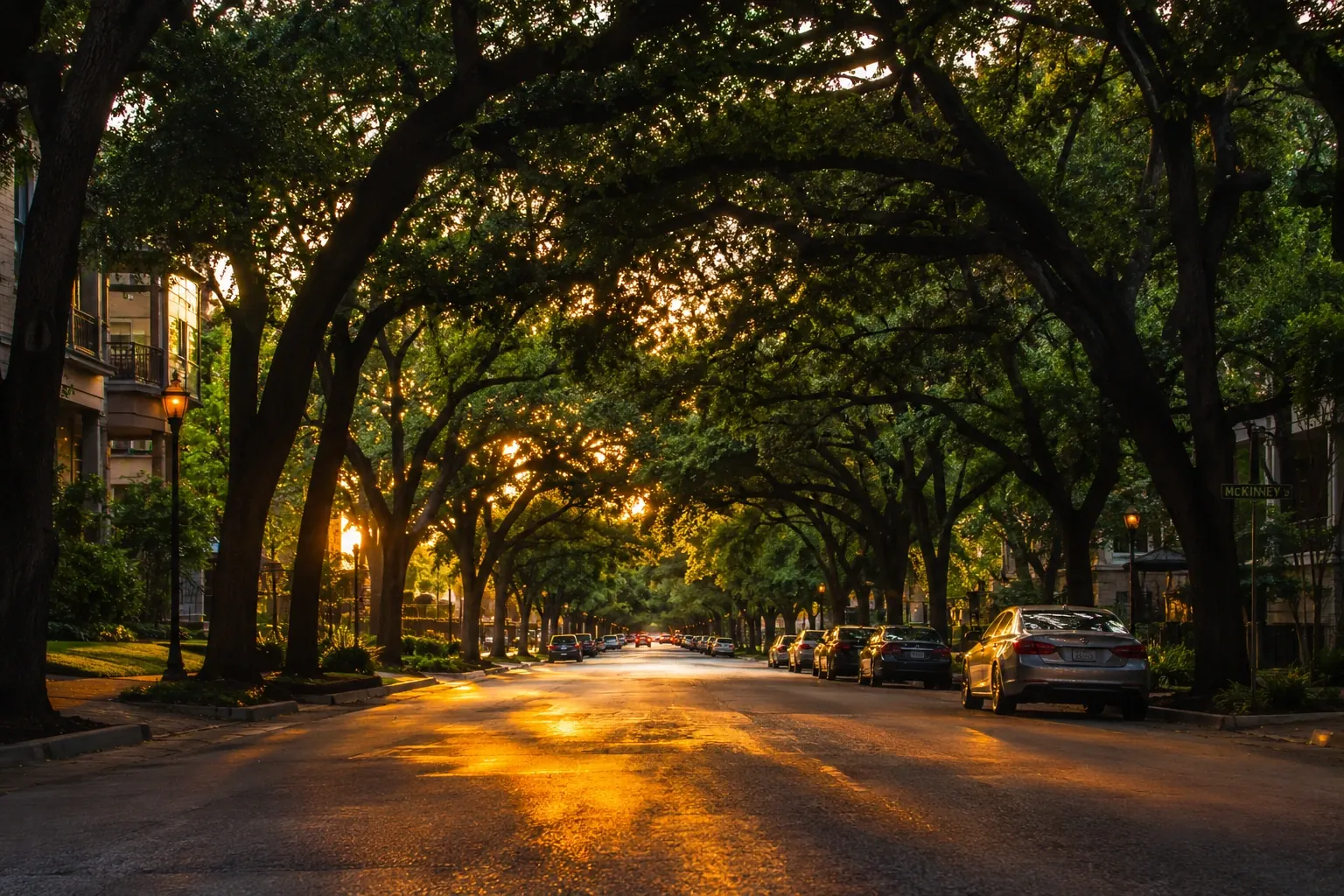 Low sunset light down a Dallas street lined with mature trees, their limbs arching to meet overhead and the glow spilling across the asphalt.