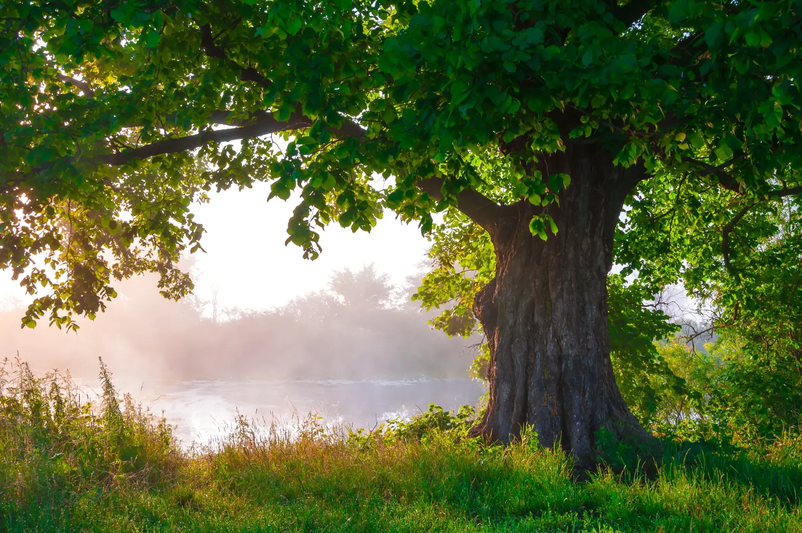 A broad old tree in full leaf standing on a grassy bank at sunrise, low light coming through the canopy and mist lying on the water behind it.
