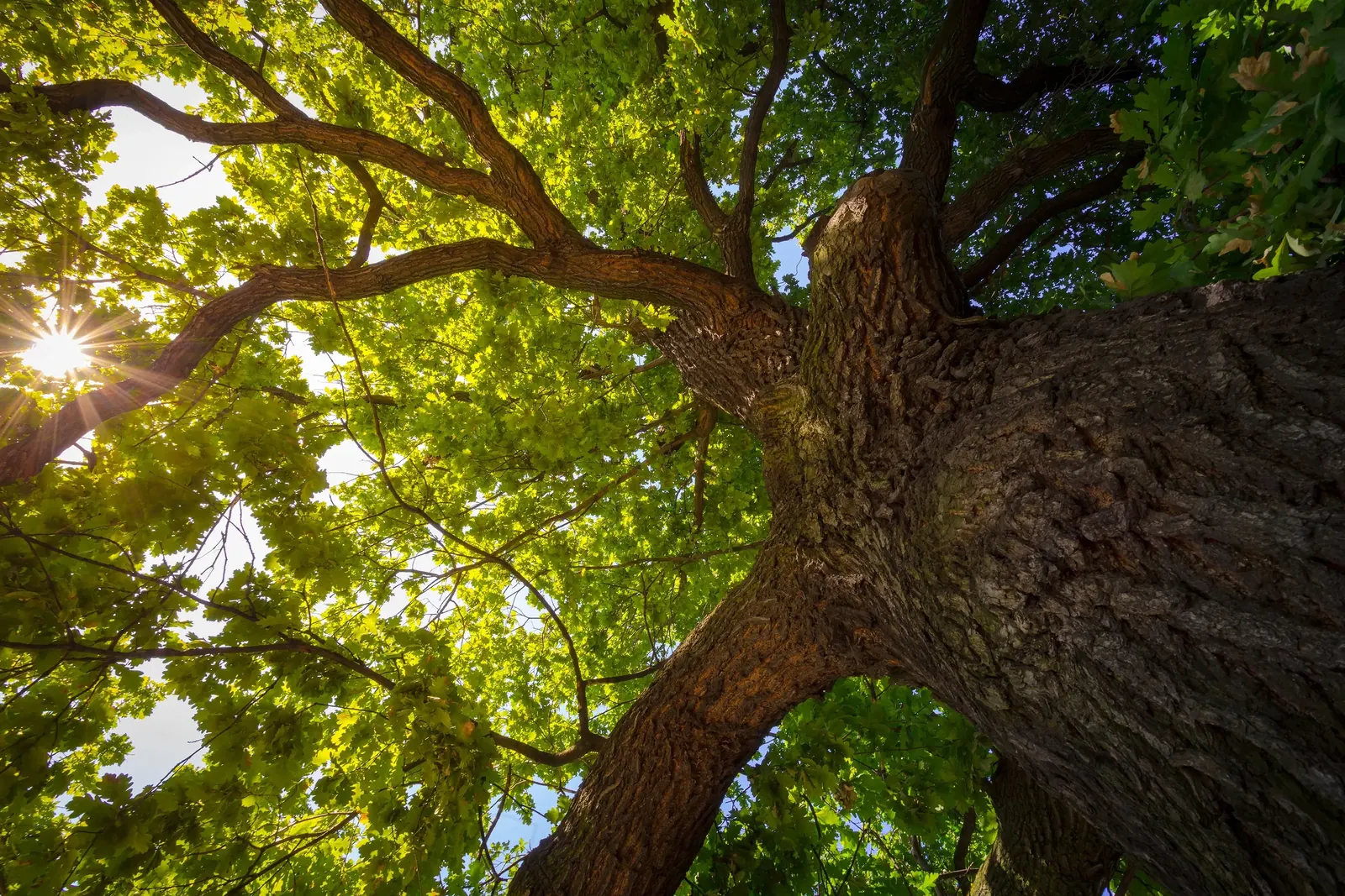 Looking straight up the trunk of a mature oak into a sunlit canopy, the sun flaring between the limbs and the bark deeply furrowed in the foreground.