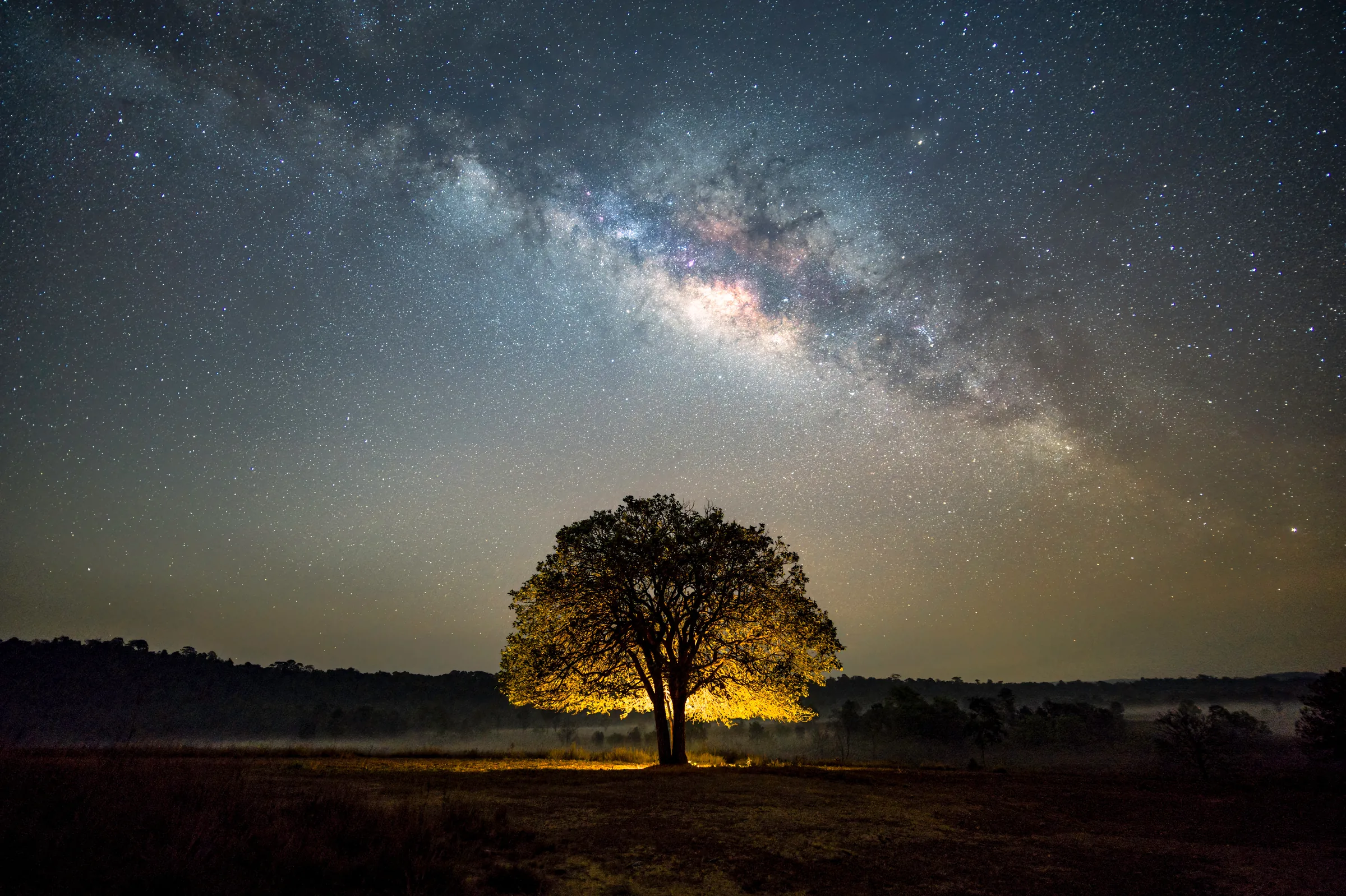 A single broad-crowned tree alone in open country at night, lit from below, the Milky Way arcing over it.