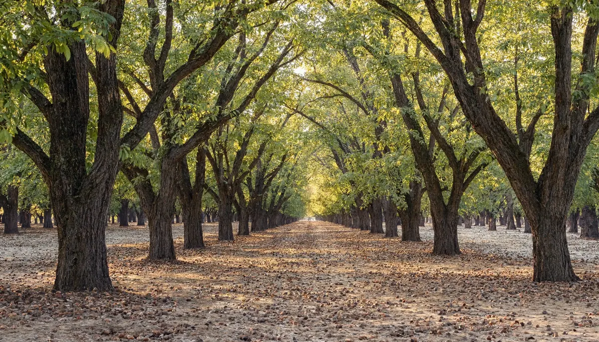 Two long rows of mature orchard trees forming an avenue, their canopies meeting overhead and the ground between them scattered with fallen nuts in low golden light.