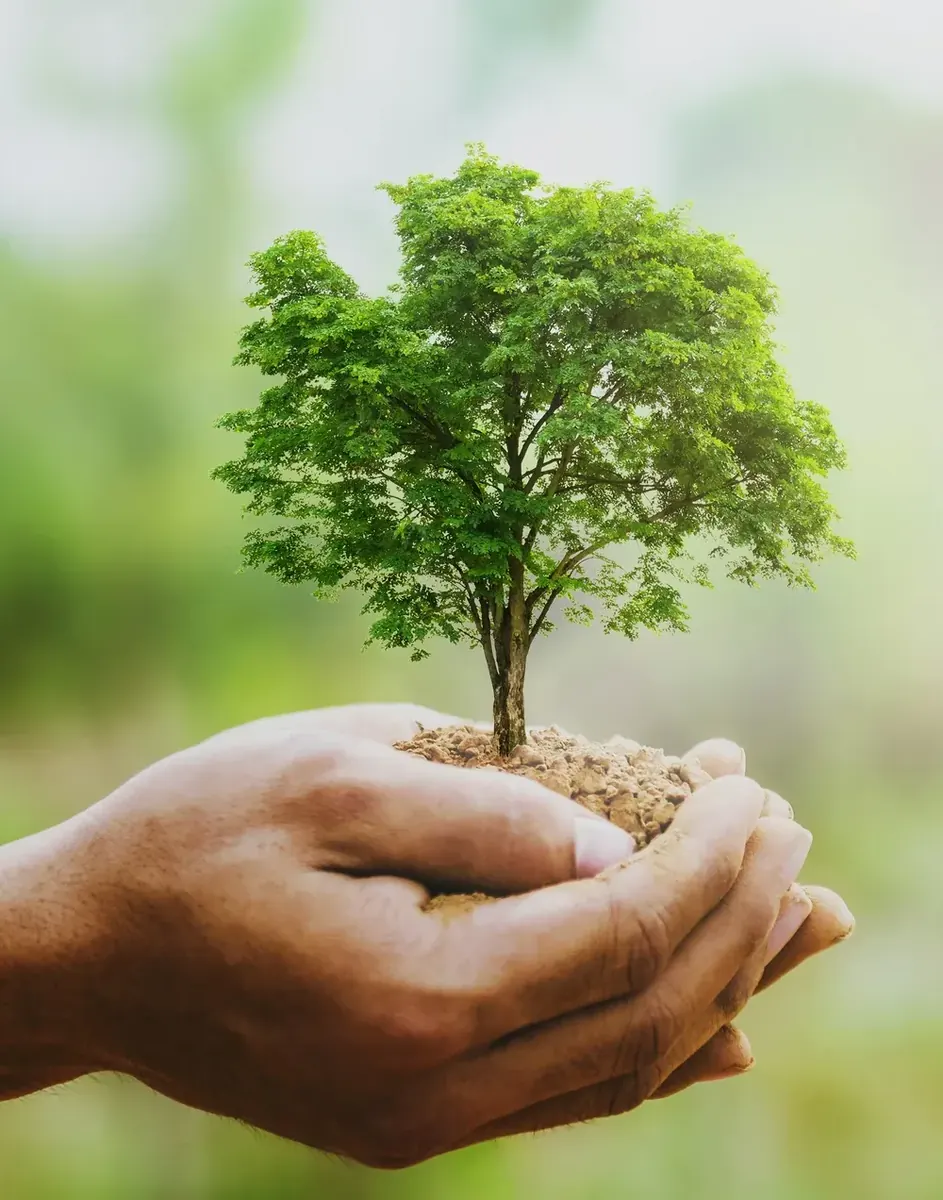 Two cupped hands holding a young tree with the soil still around its roots, soft green foliage blurred behind.