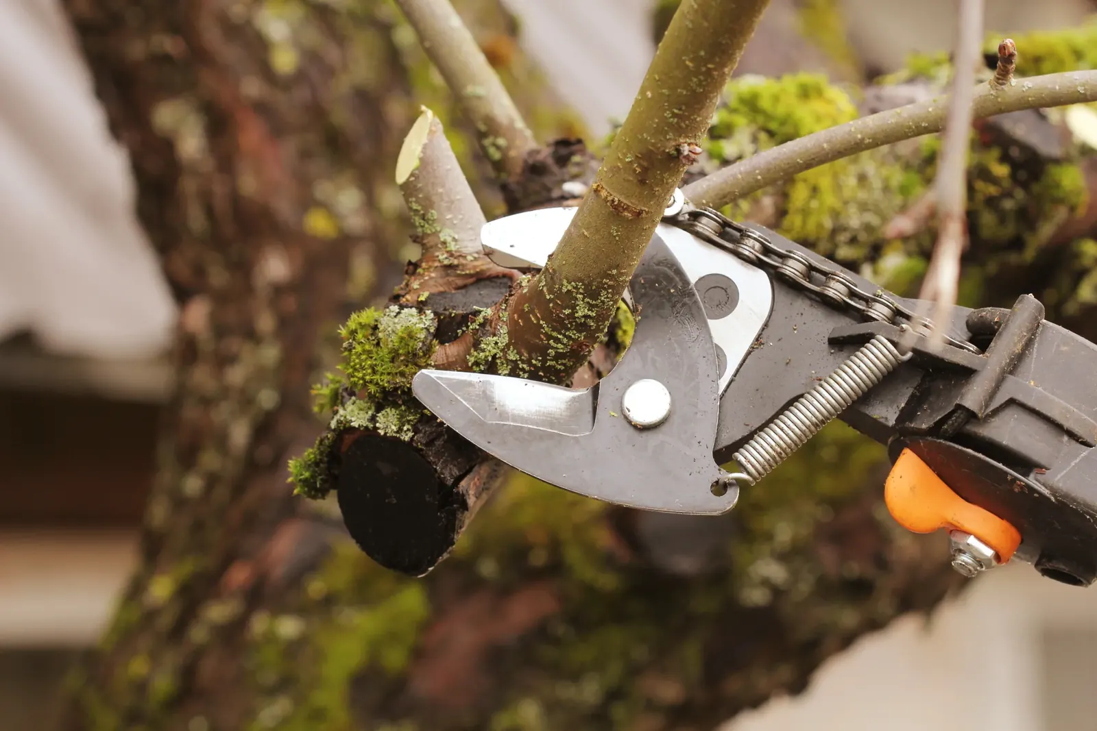 A pole pruner closing on a small limb at the branch collar, lichen and moss on the bark.
