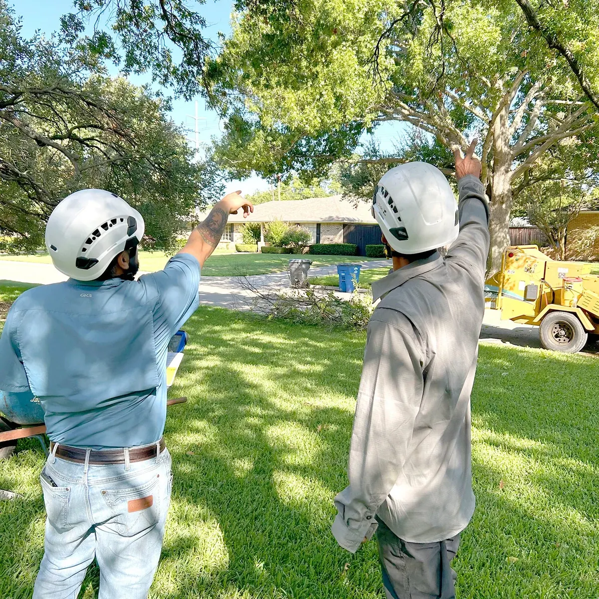 Two Holcomb crew members in climbing helmets, seen from behind on a front lawn, both pointing up into the canopy of a large oak as they plan the cut, cut brush on the driveway and the chipper parked at the kerb.