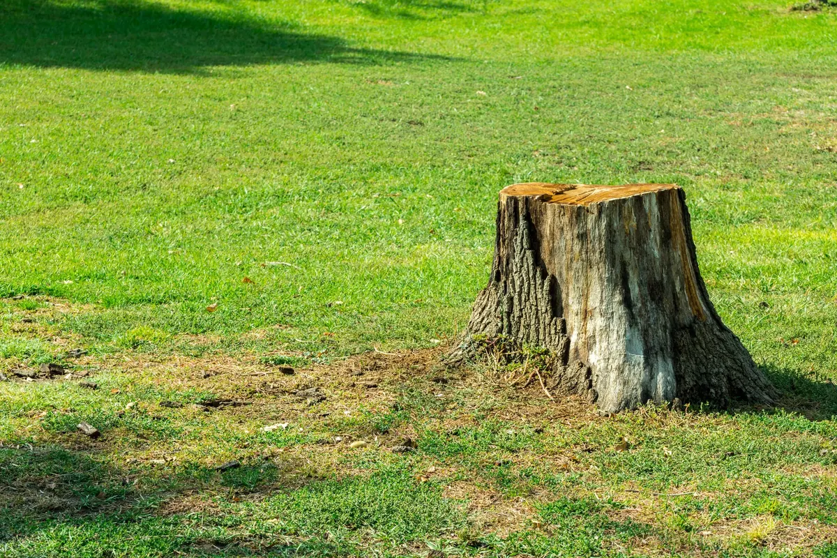 A weathered tree stump standing in a sunlit lawn, a ring of bare earth and sawdust around its base.
