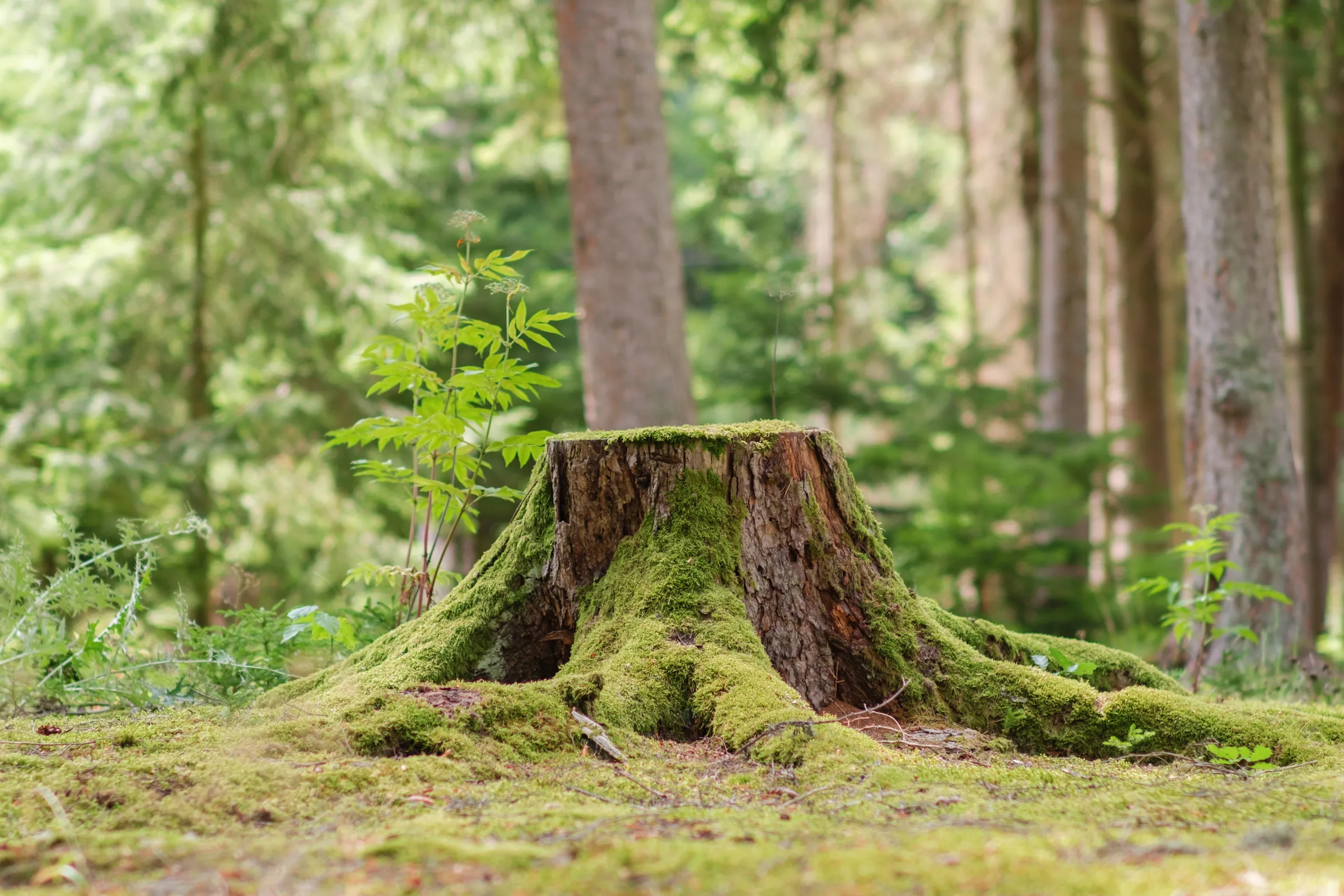 An old tree stump grown over with moss on a forest floor, a young sapling rising beside it and conifer trunks receding behind.