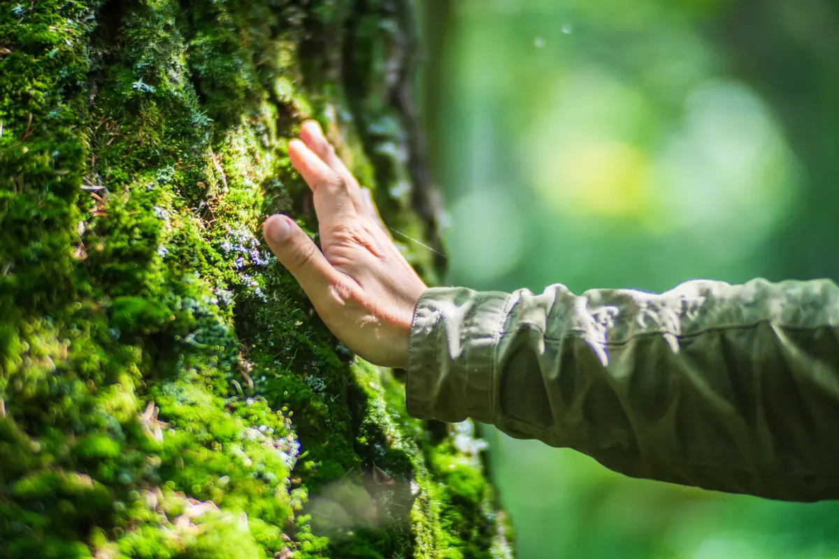 A hand reaching out to rest against the thick moss covering a tree trunk, the woodland behind it falling out of focus.