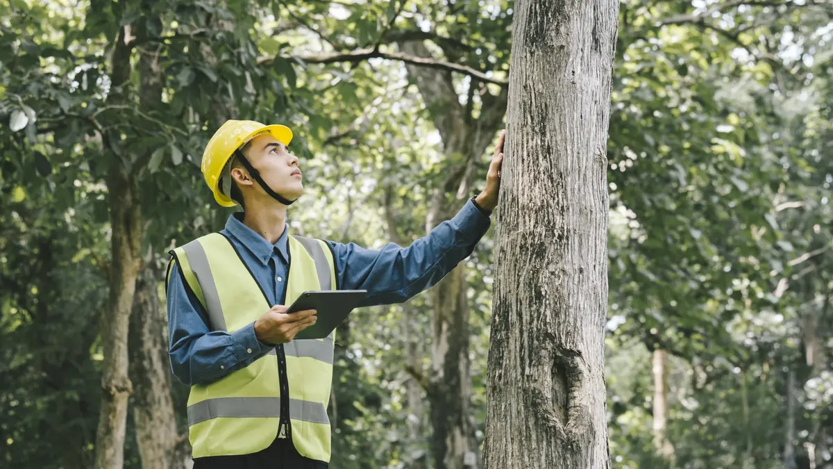 An arborist in a hard hat and hi-vis vest, tablet in one hand, resting the other on a trunk as he looks up into the canopy.