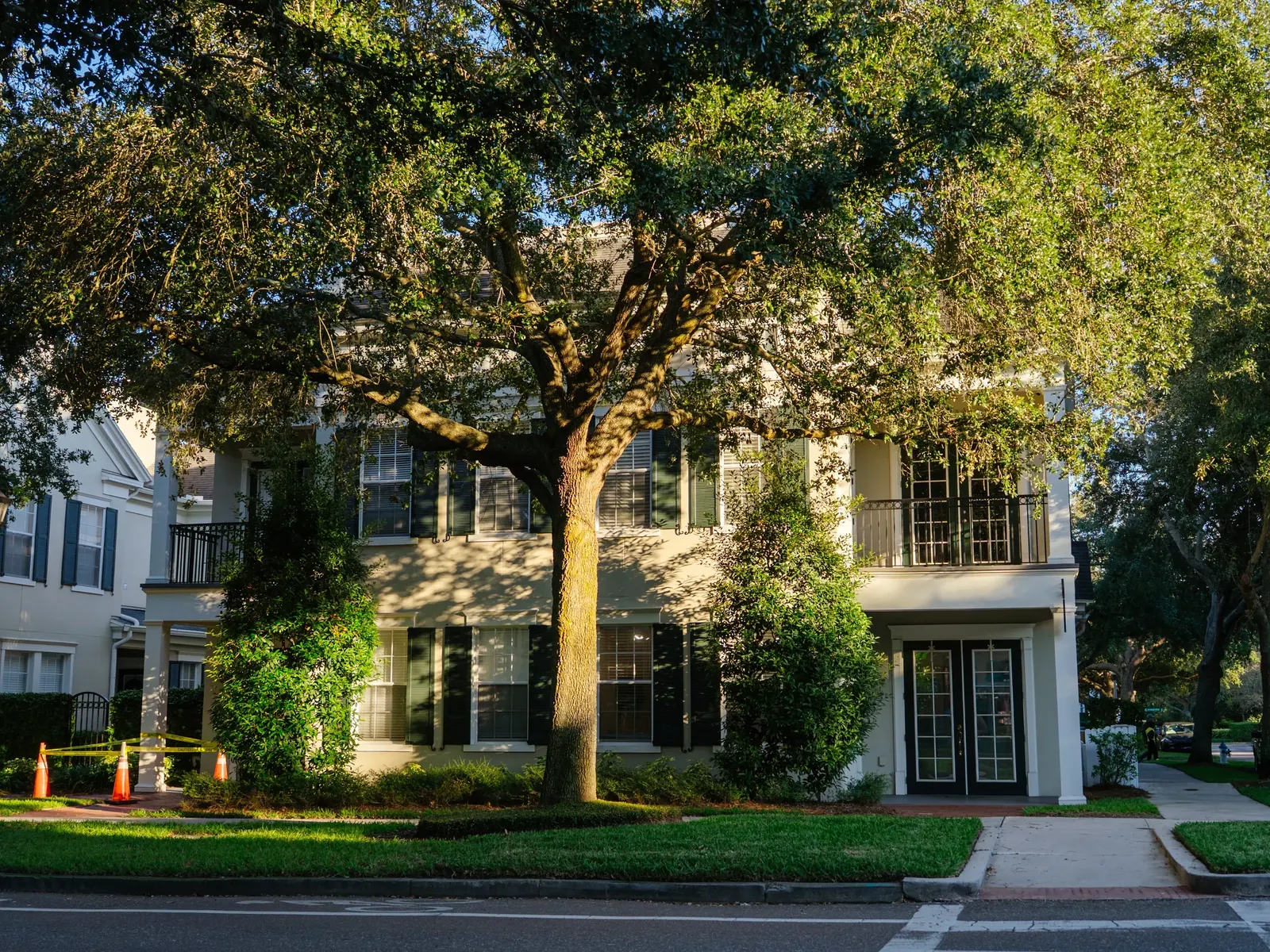A broad mature tree directly in front of a two-storey house in low afternoon sun, its limbs reaching over the roof, traffic cones and caution tape at the kerb.