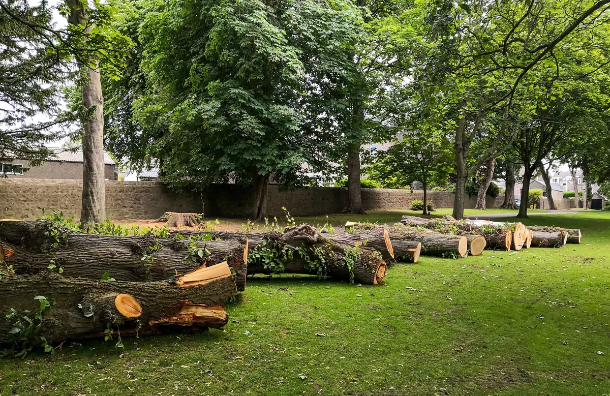 Sections of a large felled trunk laid out in a row across a lawn, their cut faces bright against the bark, the stumps they came from behind them.