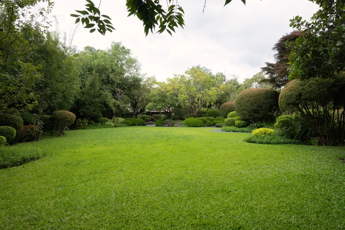 A wide open lawn of clipped grass edged with rounded shrubs and mature trees, with no stump or bare patch in it.